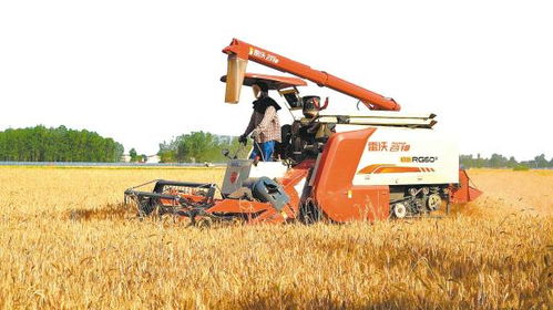 147臺聯(lián)合收割機出發(fā),輾轉(zhuǎn)多省小麥主產(chǎn)區(qū)收麥,歷時將達3個多月 千里追訪安陸 麥客